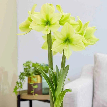 Amaryllis 'Lemon Star'