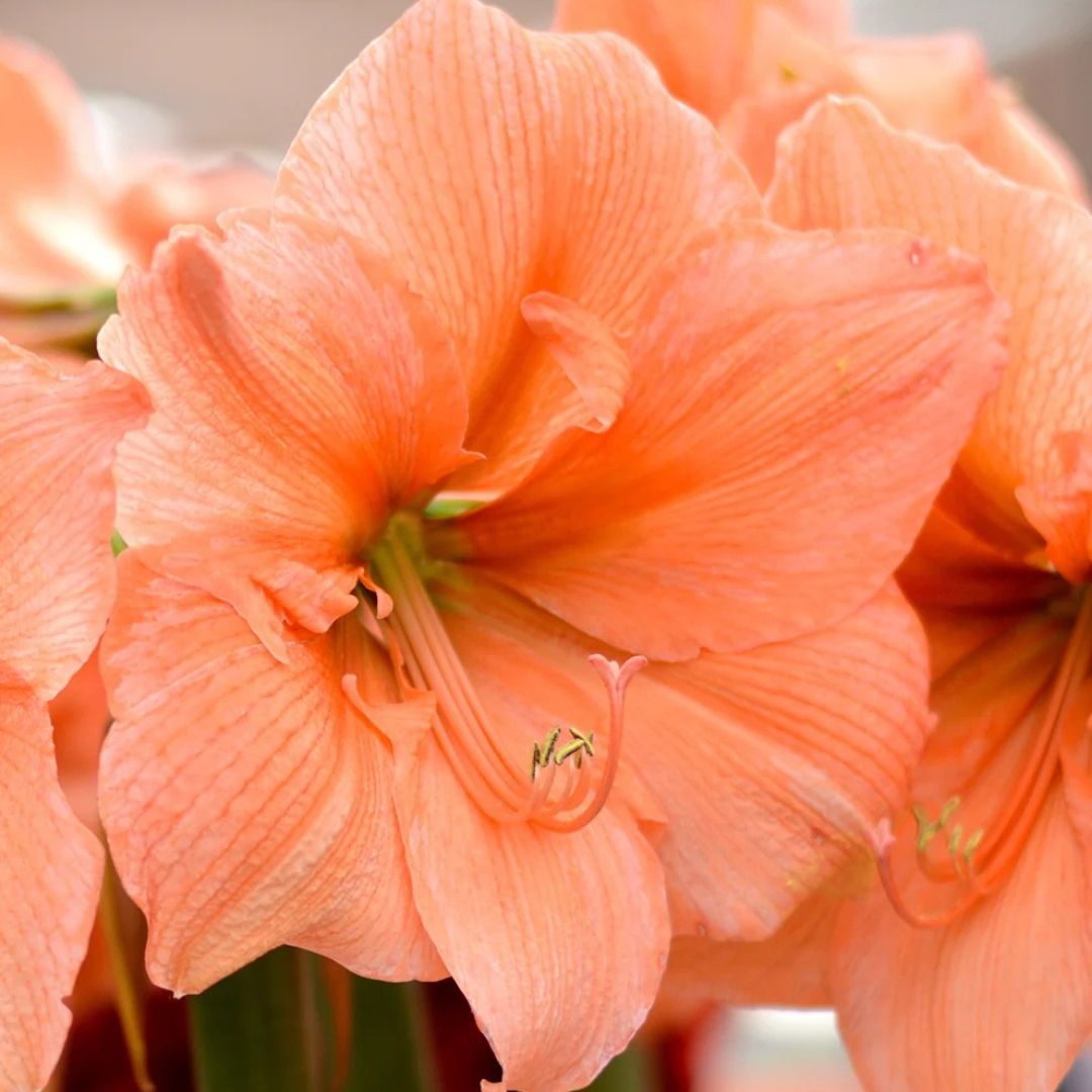 Amaryllis 'Rilona'