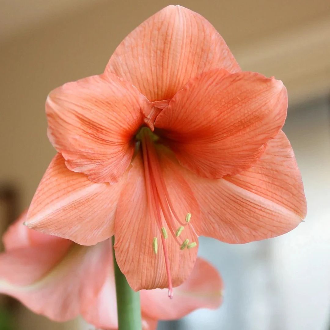 Amaryllis 'Rilona'