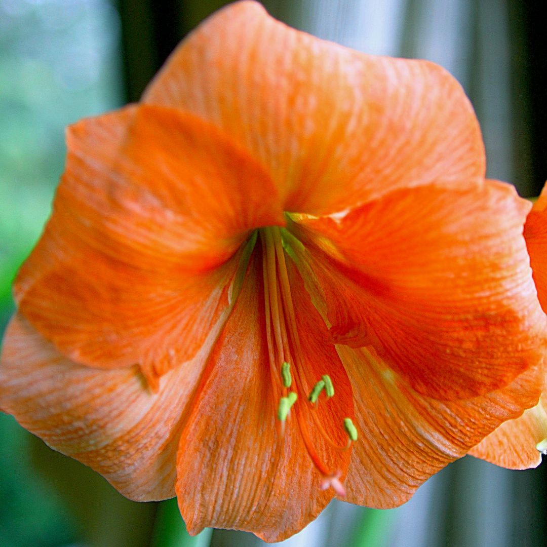 Amaryllis 'Rilona'