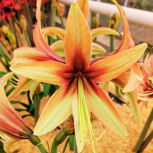 Amaryllis 'Wild Amazone'