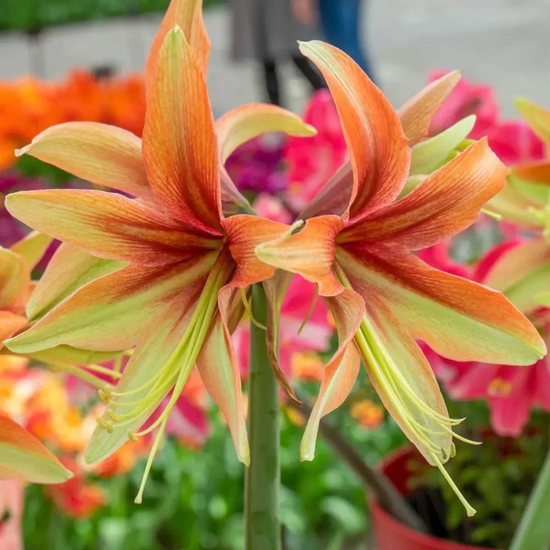 Amaryllis 'Wild Amazone'