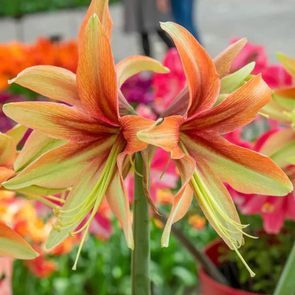 Amaryllis 'Wild Amazone'