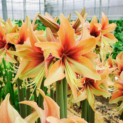 Amaryllis 'Wild Amazone'