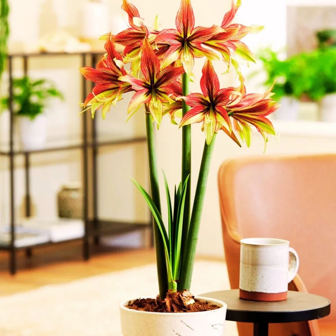 Amaryllis 'Wild Amazone'