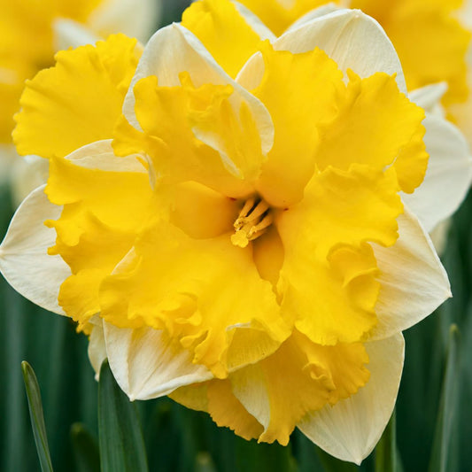 Early 'Banana Splash' Daffodil