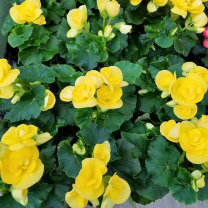Begonia 'Blitz Yellow'