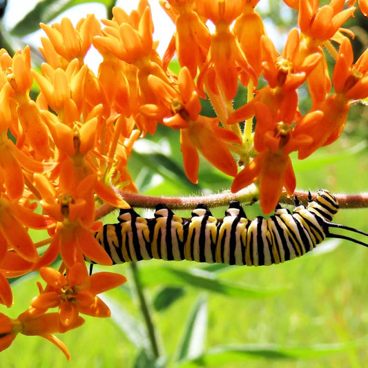'Butterfly Weed' Milkweed | Orange