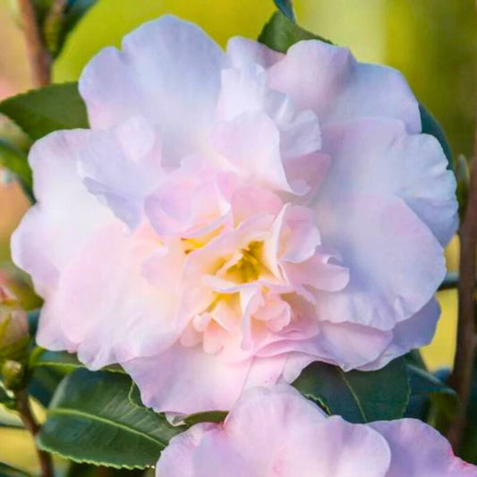 Camellia sasanqua ‘October Magic® Dawn’