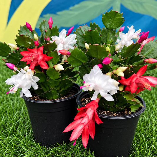 Candy Cane Christmas Cactus