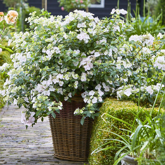Cascading Hydrangea | Fairytrail Bride