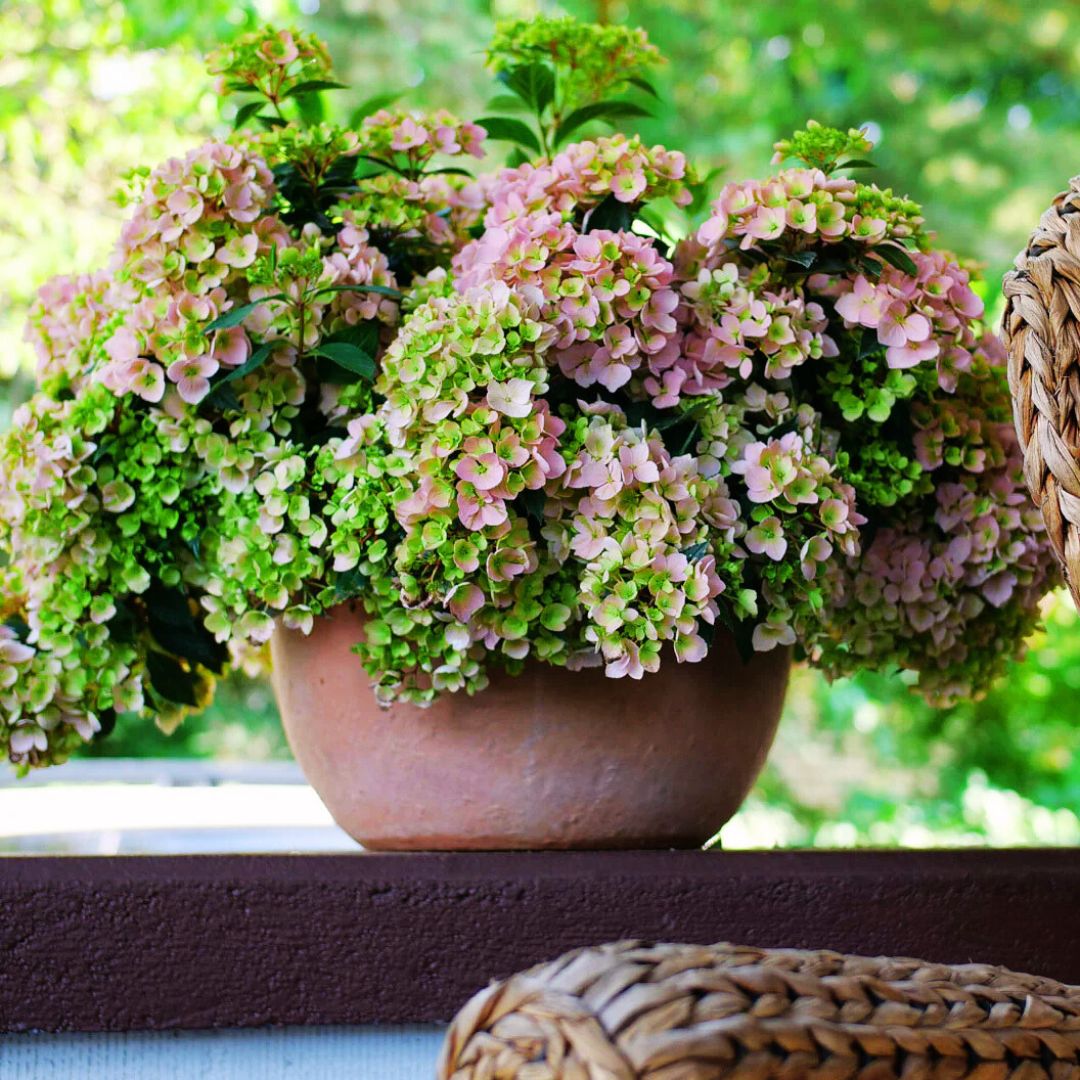 Cascading Hydrangea | Fairytrail Fresco – Fiddleheads Garden Center