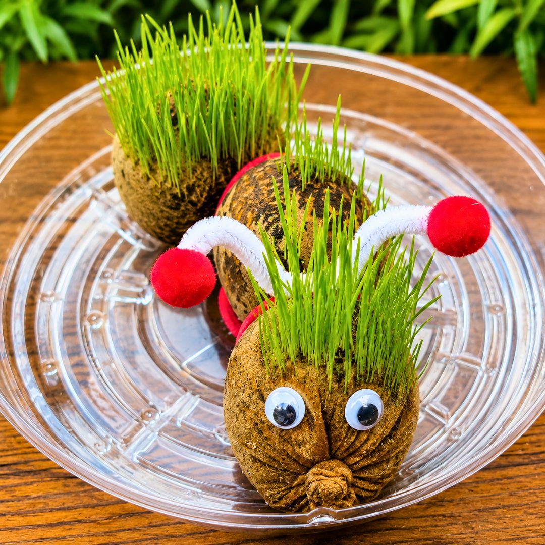 The Very Grassy Caterpillar Workshop