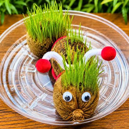 The Very Grassy Caterpillar Workshop