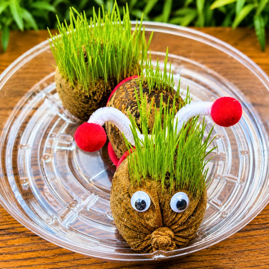 The Very Grassy Caterpillar Workshop