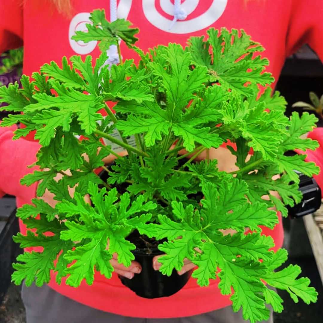 Citronella