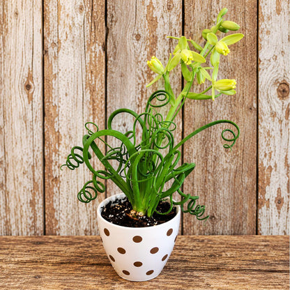 Albuca 'Frizzle Sizzle'