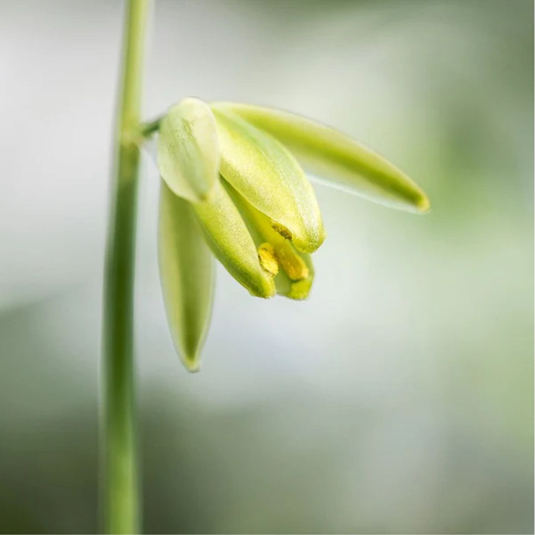 Albuca 'Frizzle Sizzle'