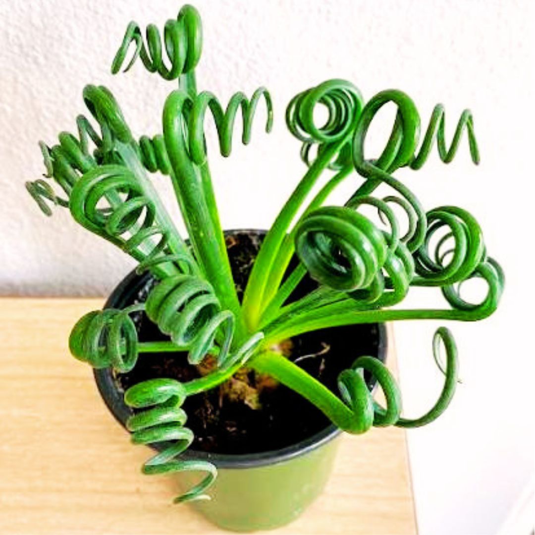Albuca 'Frizzle Sizzle'