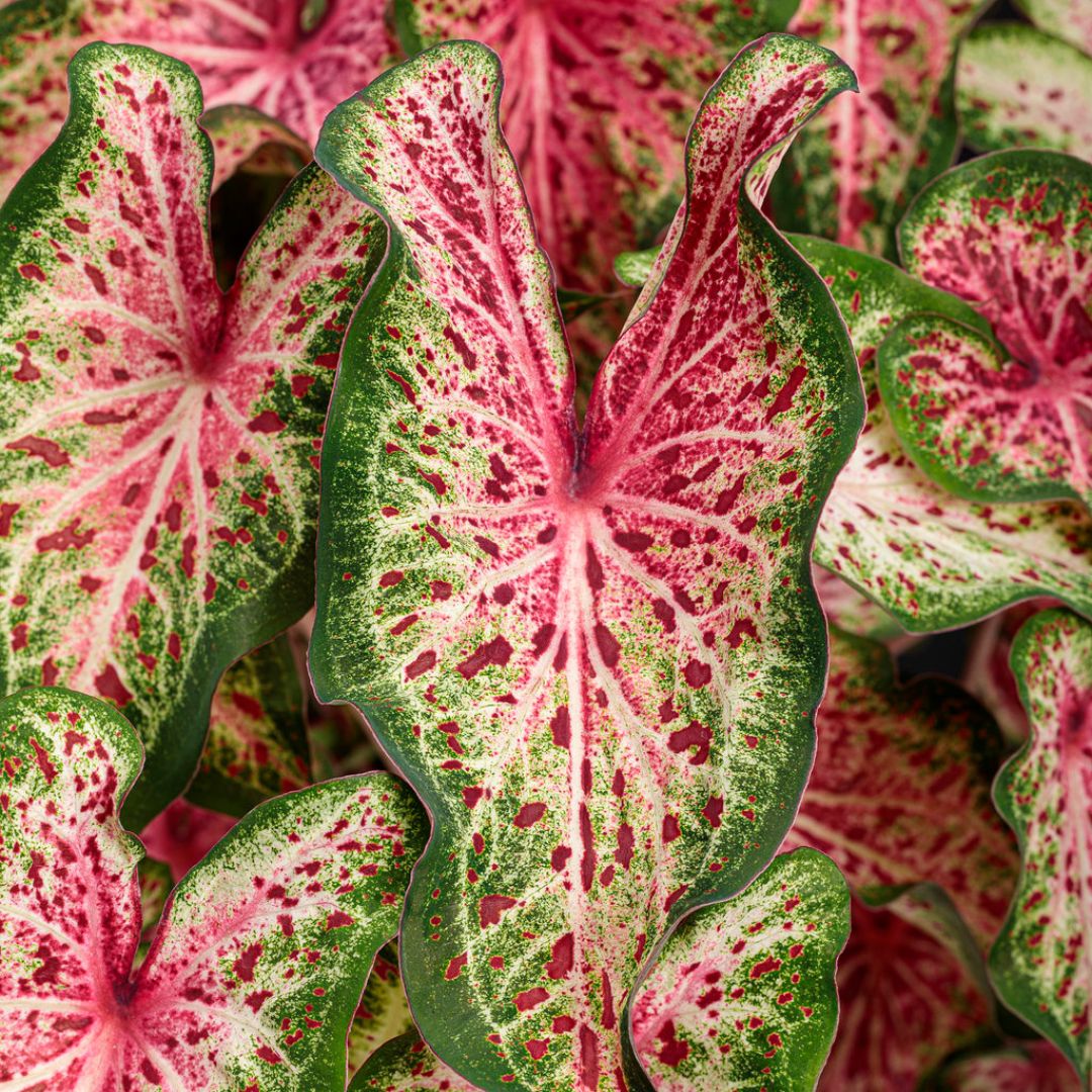 Caladium 'Heart & Soul'