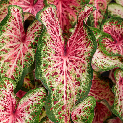Caladium 'Heart & Soul'