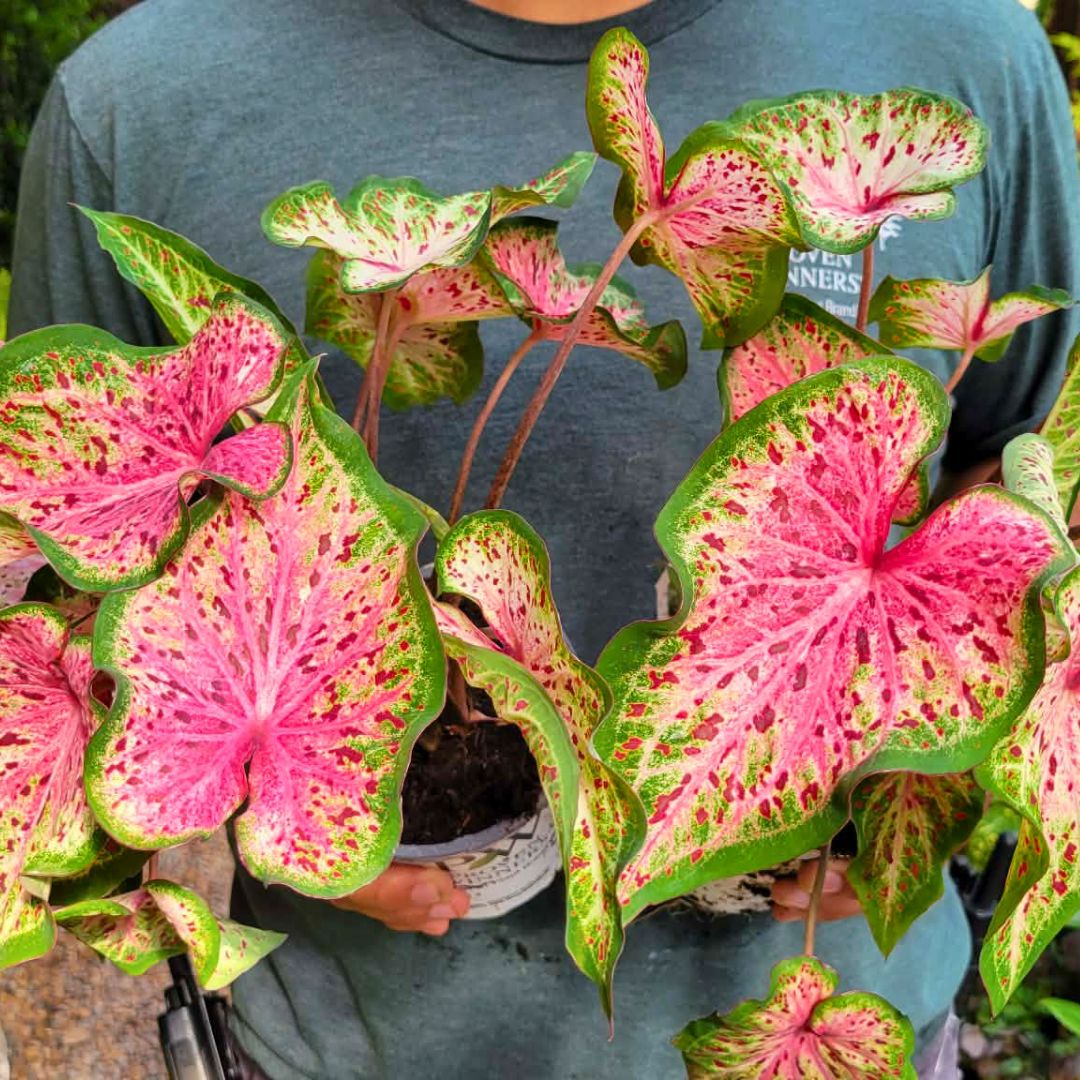 Caladium 'Heart & Soul'