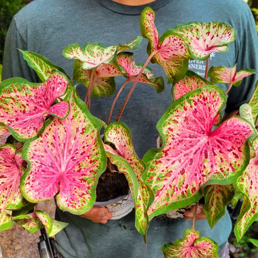 Caladium 'Heart & Soul'