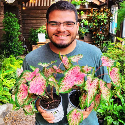 Caladium 'Heart & Soul'