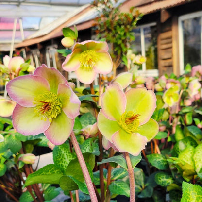 Bayli's Blush - Hellebores (Fiddleheads Signature Series)