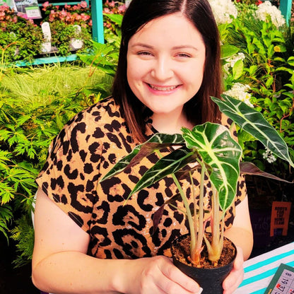 Plant BINGO