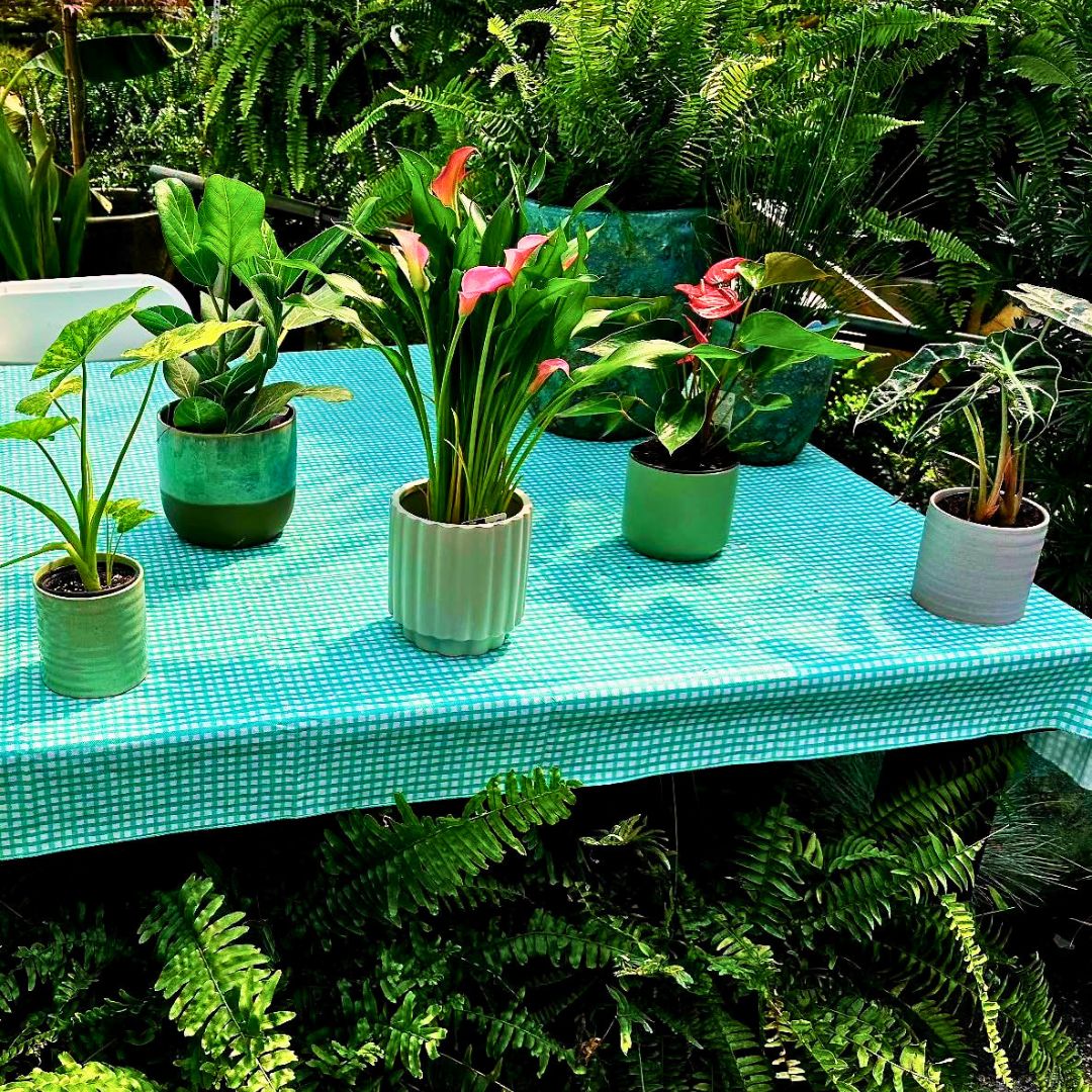 Plant BINGO