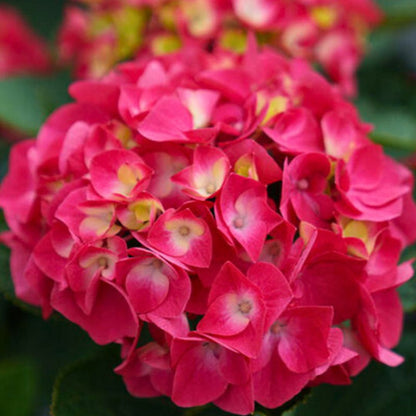 Bigleaf Hydrangea | Wee Bit Giddy