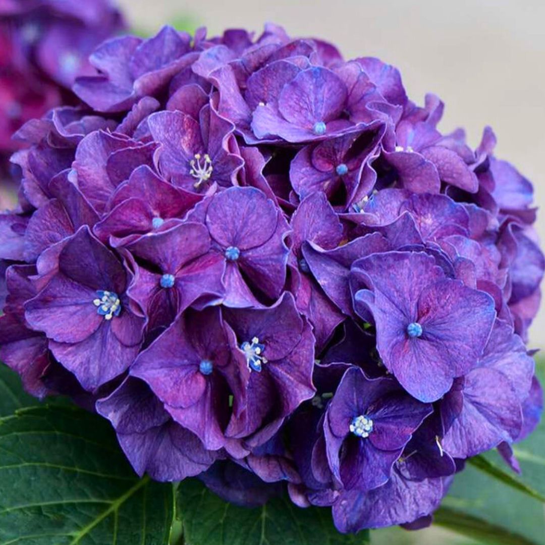 Bigleaf Hydrangea | Wee Bit Grumpy