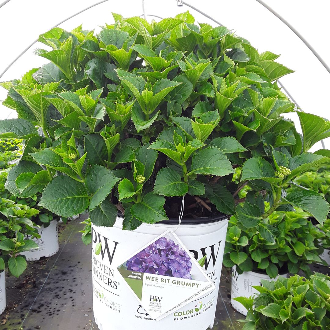 Bigleaf Hydrangea | Wee Bit Grumpy