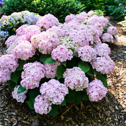 Bigleaf Hydrangea | Wee Bit Innocent