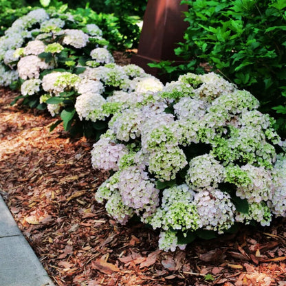 Bigleaf Hydrangea | Wee Bit Innocent