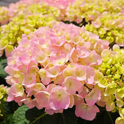 Bigleaf Hydrangea | Wee Bit Innocent