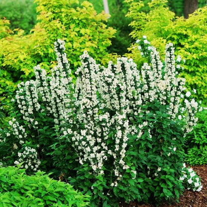 Mock Orange 'Illuminati Tower'