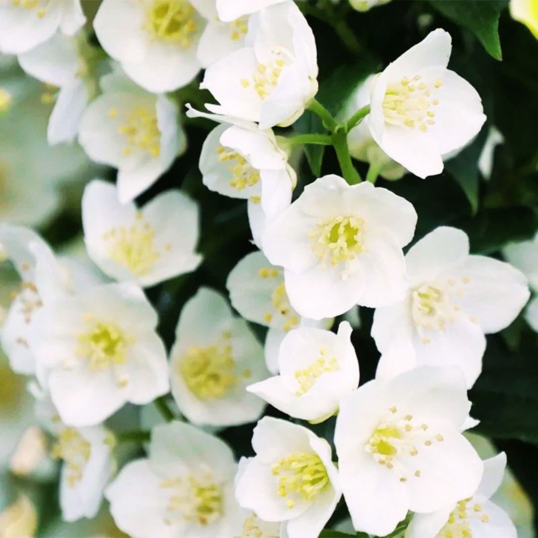 Mock Orange 'Illuminati Tower'