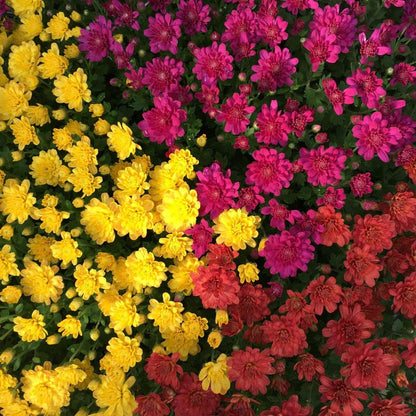 Jacqueline Tricolor Mum