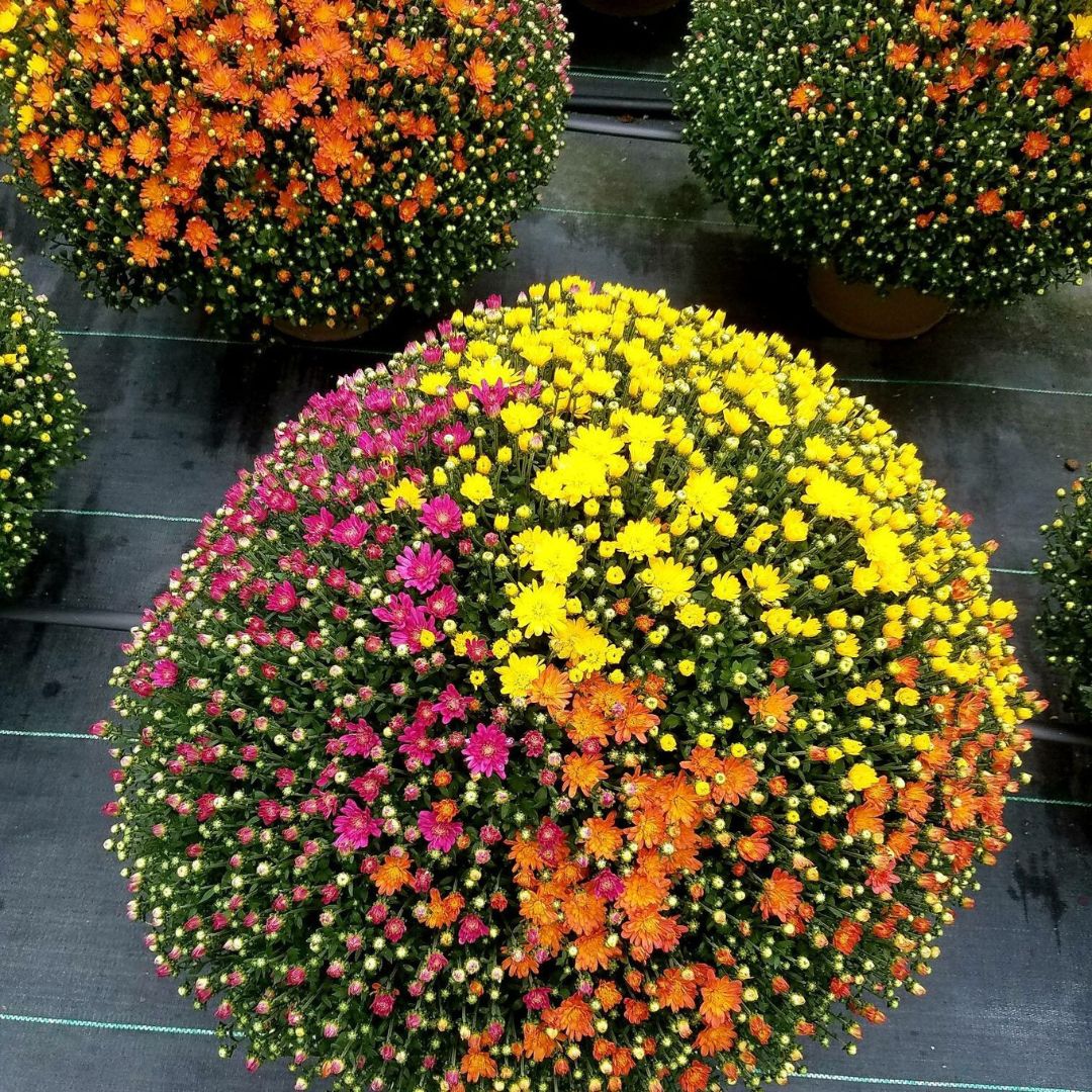 Jacqueline Tricolor Mum