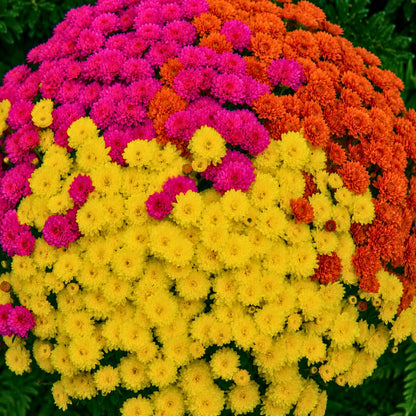 Jacqueline Tricolor Mum