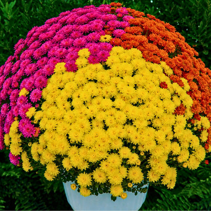 Jacqueline Tricolor Mum