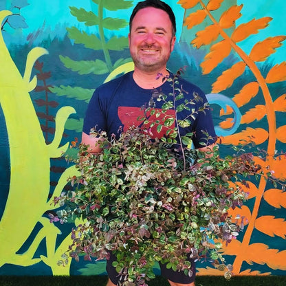 Jazz Hands Variegated Loropetalum