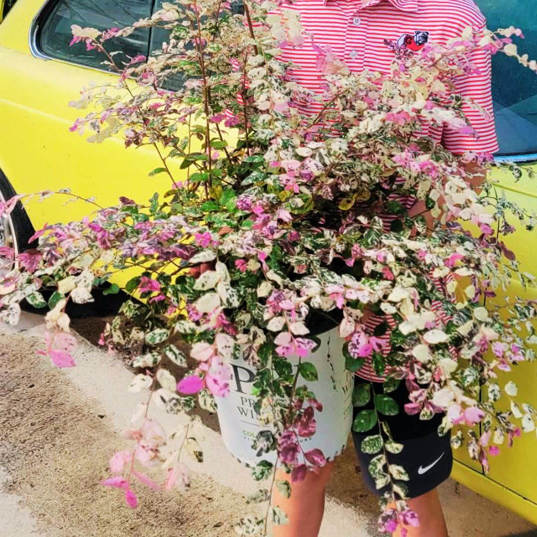 Jazz Hands Variegated Loropetalum