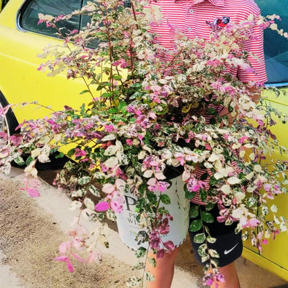 Jazz Hands Variegated Loropetalum
