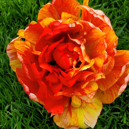 Double Late 'Moris Gudanov' Tulip