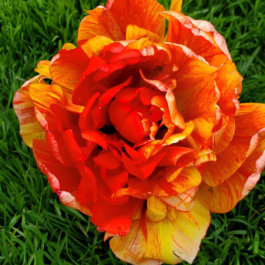 Double Late 'Moris Gudanov' Tulip
