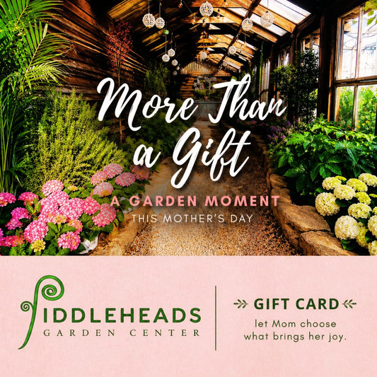 Fiddleheads Garden Center Gift Cards