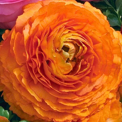 Ranunculus Sprinkles